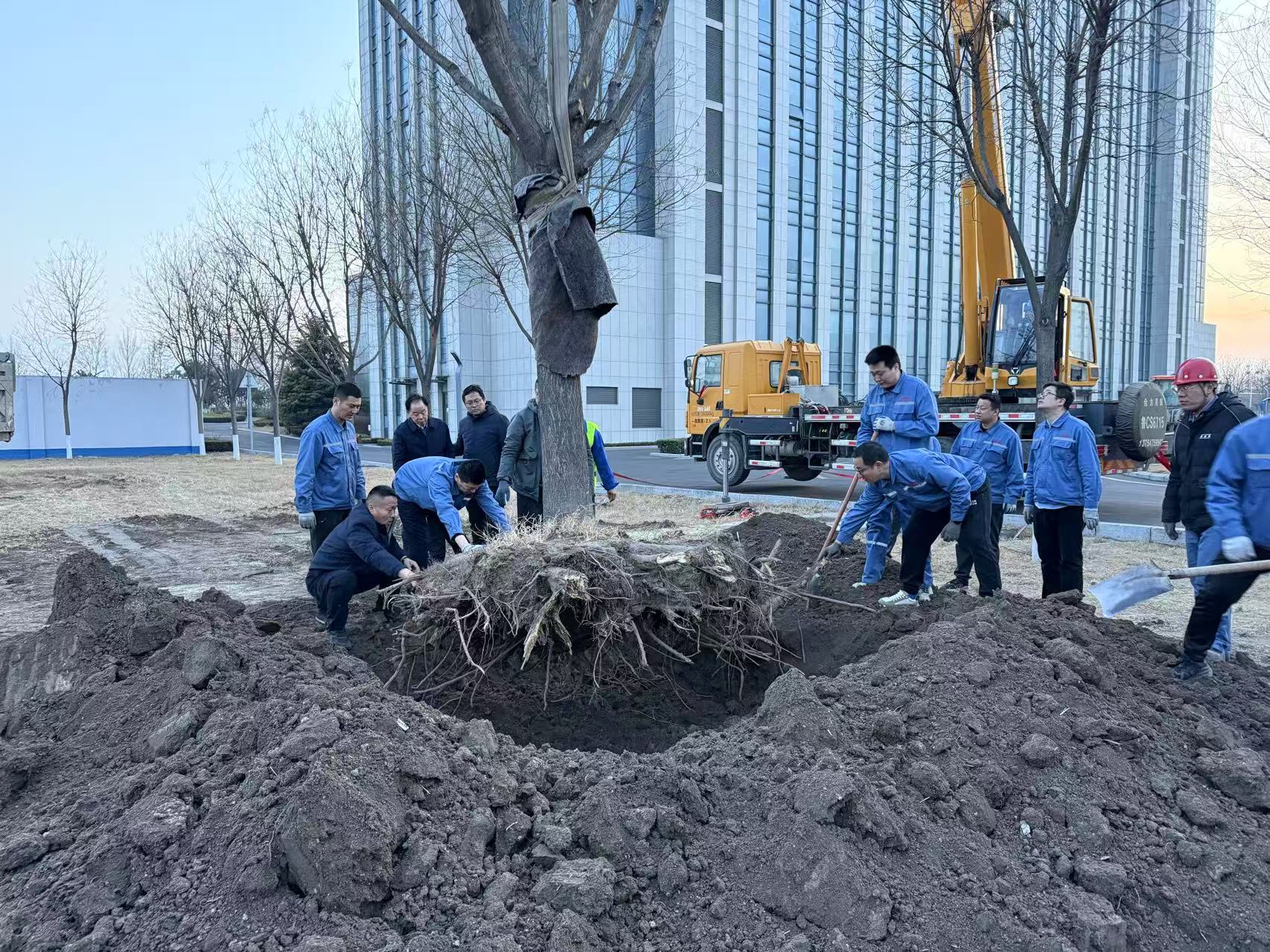 2025年3月1日mansion88明升干部职工合力栽下新春第一树